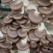 这种品相秀珍菇真的不好找，现采现发