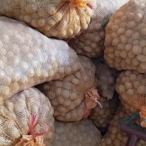 恩施马尔科小土豆