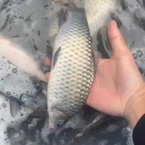 清波