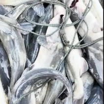 江团