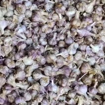 云南大理优质红蒜，皮色好瓣子颜色好