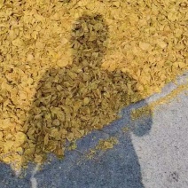 精品鸡内金，大量供应货源充足价格美丽，欢迎来电