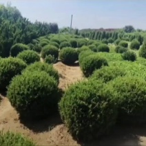 苗圃大量出售冠幅50-180厘米龙柏球