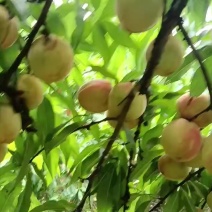 红不软离核桃，脆甜，硬度**，耐运输，天天有货。