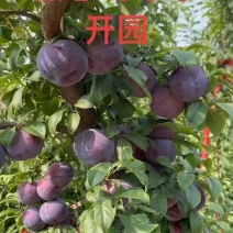 李子口感好