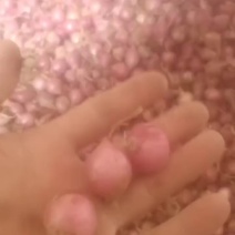 毛葱小毛葱2.5以上大量出售毛葱鬼子葱小个体葱毛葱头