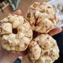 常年有鲜货，有50斤一箱装的，19斤装的线上线下和私域套网袋