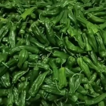 芜湖椒。大量供应市场