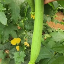 连云港鲜花丝瓜大量供应，精品，通货，食堂货