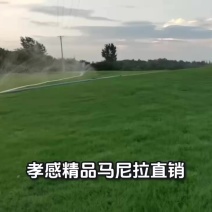 精品马尼拉直销，支持老板验货