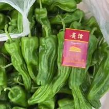 贵州高山青皮芜湖椒