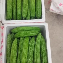 陕西西安油绿苦瓜，露天头茬新鲜上市油绿苦瓜大量上市