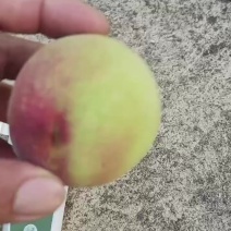 今天7月14号给大家测的苹果桃，可以小量下果了