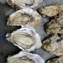 快递小箱，精品高端生蚝