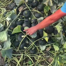 贝贝南瓜半斤六两起步