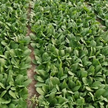山西大同精品油菜本地一手货源