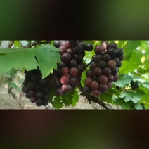 夏黑巨峰阳光玫瑰