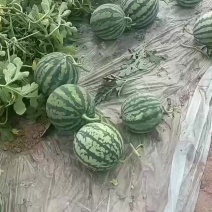 无籽麒麟西瓜