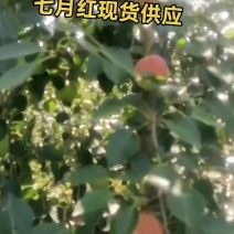 七月红梨