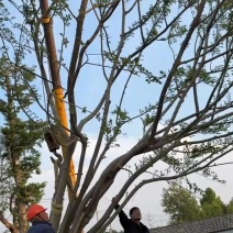 丛生朴树基地供应6-12米供货速度快