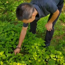 山桐子出嫁
