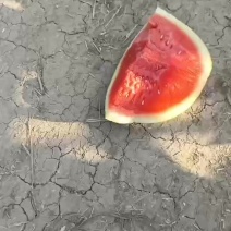 黑皮无子西瓜毛毛钱