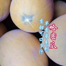 哈密瓜，宁夏产区直供