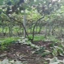精品猕猴桃