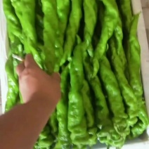 螺丝椒。牛椒。线椒。