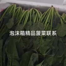 （基地直供）青海西宁，菠菜品质上乘，全国发货，货源充足。