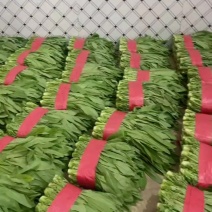 （基地直供）青海西宁油麦菜品质上乘，全国发货，货源充足。