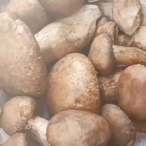 野生菌，虎掌菌