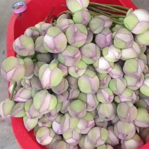 精品鲜荷花