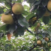 翠冠梨苹果梨口感甜个头大品质好！货源充足。