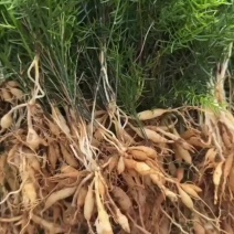 天冬苗，基地直供，现挖现发，量大从优，提供技术支持，包回