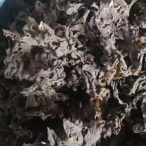 特级免洗地皮菜，干净无沙，泡发即可使用，（泡发率10）