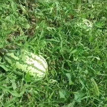 绵阳直产直销的临夏瓜