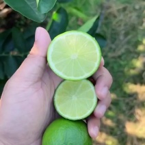 精品塔希提，现摘现发，价格很便宜