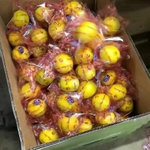 精品黄柠檬