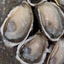 广东潮州牡蛎蚝三倍体乳山蚝一件起批发价