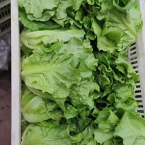 精选南通生菜，意大利生菜，产地直供，品质保证，量大从优