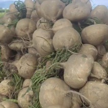 大量有货一天6万斤