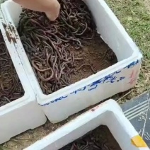 蚯蚓