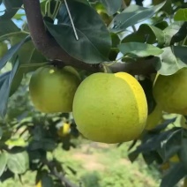 苹果梨，翠冠梨大量有货，欢迎询价