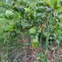 佛手苗，三年苗，