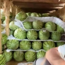 甘肃石头瓜大量上市中