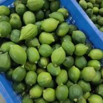 广东香水柠檬