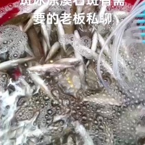 长期供应冰鲜溪石斑冰冻溪石斑