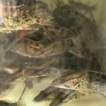 桂花鱼