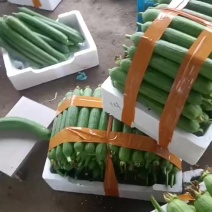 丝瓜油皮丝瓜肉丝瓜香丝瓜货源充足价格实惠欢迎